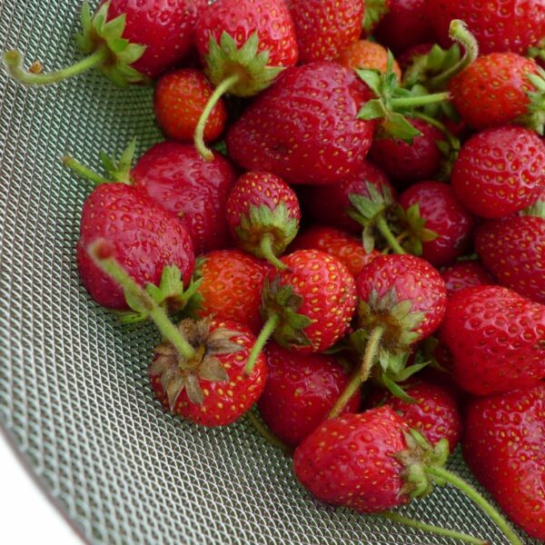 Erdbeeren aus dem Gemüsegarten.